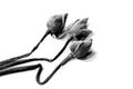 Withered Water lily, lotus Flowers on black and white backgrou Royalty Free Stock Photo
