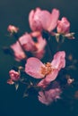 withered wild roses covered in dew drops Royalty Free Stock Photo