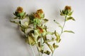 Withered wilted dead dried orange flowers Royalty Free Stock Photo