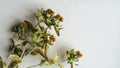 Withered wilted dead dried orange flowers