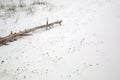 Withered wood on sandy beach