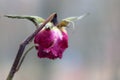 Withered wrinkled bud of a once blooming and fragrant rose