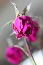 Withered wrinkled bud of a once blooming and fragrant rose