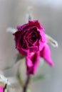 Withered wrinkled bud of a once blooming and fragrant rose