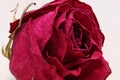 Withered wrinkled bud of a once blooming and fragrant rose