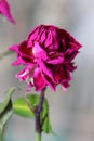 Withered wrinkled bud of a once blooming and fragrant rose