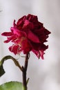 Withered wrinkled bud of a once blooming and fragrant rose