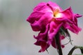 Withered wrinkled bud of a once blooming and fragrant rose