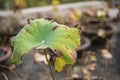 Withered yellow brown lotus leaf