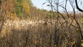 Withered yellow grass in the swamp in autumn. Trees with yellow foliage. Nature is preparing for winter. Royalty Free Stock Photo