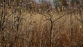 Withered yellow grass in the swamp in autumn. Trees with yellow foliage. Nature is preparing for winter Royalty Free Stock Photo