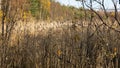 Withered yellow grass in the swamp in autumn. Trees with yellow foliage. Nature is preparing for winter. Royalty Free Stock Photo