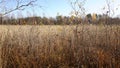 Withered yellow grass in the swamp in autumn. Trees with yellow foliage. Nature is preparing for winter. Royalty Free Stock Photo