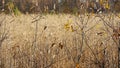 Withered yellow grass in the swamp in autumn. Trees with yellow foliage. Nature is preparing for winter. Royalty Free Stock Photo