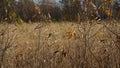 Withered yellow grass in the swamp in autumn. Trees with yellow foliage. Nature is preparing for winter. Royalty Free Stock Photo