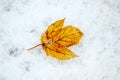 Withered yellow leaf on wet snow, winter background