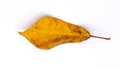 Close up of a withered yellow leaf on white studio background Royalty Free Stock Photo