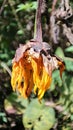 Close Up details Withered Yellow Sunflower Nature