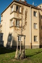 Withered young tree in front of a residential building in Vienna Favoriten