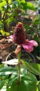 withered zinnia plant