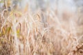 Witheref grass texture abstract background Royalty Free Stock Photo