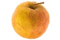 Withering apple Royalty Free Stock Photo