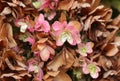 Withering autumn dried pink flowers. Plant in the field.