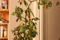 Withering chilli plant slowly drying and dying Royalty Free Stock Photo