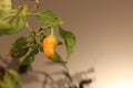 Withering chilli plant slowly drying and dying Royalty Free Stock Photo