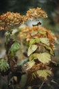 Withering dry hydrangea flowers, close-up. Royalty Free Stock Photo