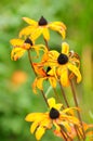 Withering Fall Flowers