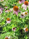 Withering falling pink flowers under the scorching sun against the background of green leaves. Royalty Free Stock Photo