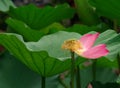 Withering and Falling Water Lily