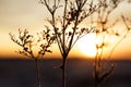 Withering flowers at sunset on Robacks fields in Umea Royalty Free Stock Photo