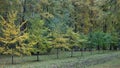 Withering foliage on trees in the autumn park Royalty Free Stock Photo