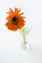 Withering gerbera Royalty Free Stock Photo
