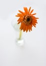 Withering gerbera Royalty Free Stock Photo