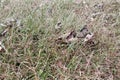 Withering grasses in autumn season