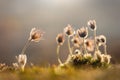 Withering greater pasque flowers pulsatilla grandis.