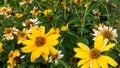 Withering Jerusalem artichoke or helianthus tuberosus flowers among green leaves in flower bed or in botanical garden. Autumn Royalty Free Stock Photo