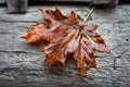 Withering leaf close-up. Fallen maple leaf. Selective focus Royalty Free Stock Photo