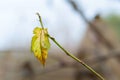 Withering leaf close-up. Wet leaf. Selective focus Royalty Free Stock Photo