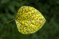 Withering leaf