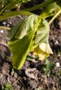 A withering leaf of a squash plant that turns yellow from drought Royalty Free Stock Photo