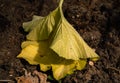 A withering leaf of a squash plant that turns yellow from drought Royalty Free Stock Photo