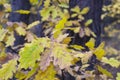 Withering oak leaves in the autumn forest, against the background of dark trunks. Selective focus Royalty Free Stock Photo