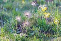 Withering Pasque flower