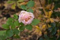 Withering pink rose on a background of autumn foliage. Concept of withering, autumn sadness Royalty Free Stock Photo