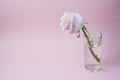 The withering pink rose in a glass Royalty Free Stock Photo