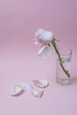 The withering pink rose in a glass Royalty Free Stock Photo